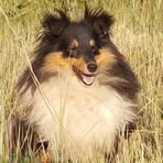 Profile Picture of Cynthia AlSaggaf (@elaraiashetlandsheepdogs) on Facebook