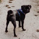 Profile Picture of Moose Bradley (@moosethemountainpug) on Instagram