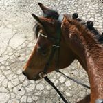 Profile Picture of maya.erics_adventure (@maya.erics_adventure) on Instagram