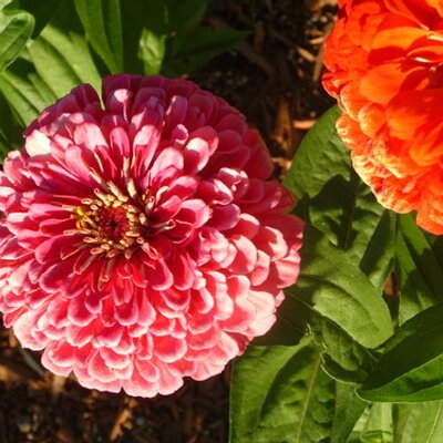 Profile Picture of Sandy Schuldt Buss (@sandyevon) on Twitter