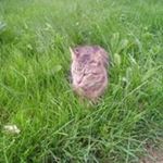 Profile Picture of Harmony Phillips (@harmony.phillips.357) on Instagram