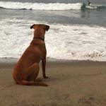 Profile Picture of Sabine Baron Wright (@sabinebarondressage) on Instagram