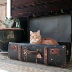 Profile Picture of Alice McMullin (@alicemcmullin) on Pinterest