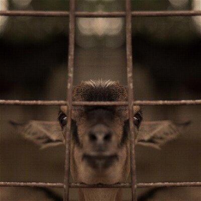 Profile Picture of Han Yong Ding (@mrYONGDINGFEIBO) on Twitter