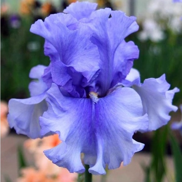 Profile Picture of Iris Burks (@iris_blossom08) on Poshmark