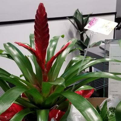 Profile Picture of Lee Cheng- Rong (@LeeChengRong1) on Twitter