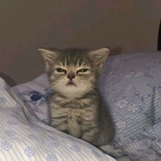 Profile Picture of Newby (@luminous_408) on Tiktok