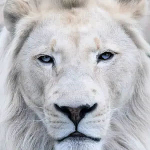 Profile Picture of Thor_Akaranan (@thorakaranan) on Tiktok