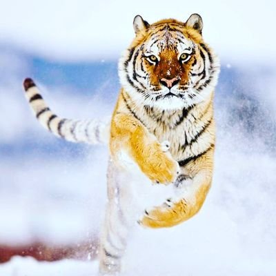 Profile Picture of Jordan Blevins (@pablo_54_26) on Twitter