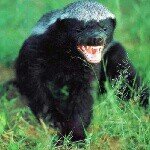 Profile Picture of Brian The Honey Badger (@brianhoneybadger_) on Instagram