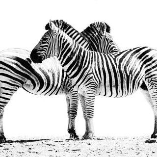 Profile Picture of Isabel Iglesias Herr (@IIglesias90) on Twitter