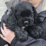 Profile Picture of Suzanne Bailey (@suzannebailey1818) on Instagram