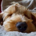 Profile Picture of Ralph Marc The Cockapoo Pup (@cockapoopupralph) on Instagram