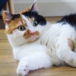 Profile Picture of Miss Coco Calico (@miss_coco_calico) on Instagram