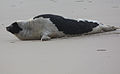 Profile Picture of Harp seal - Wikipedia, the free encyclopediaon Wikipedia