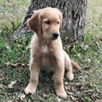 Profile Picture of Charlie Beau Hoyle (@life_of_charlie_beau) on Instagram