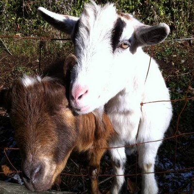 Profile Picture of Chris Garthwaite (@FOZZYBE4R) on Twitter