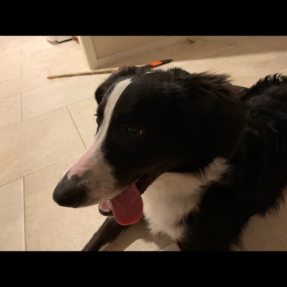 Profile Picture of Carmen Matache (@carmencitacami) on Poshmark