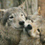 Profile Picture of Carrie Morris (@cmorwolves) on Instagram