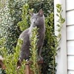 Profile Picture of John Cascino (@johncascino) on Pinterest