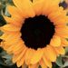 Profile Picture of Dayna Joseph (@dayna_joseph) on Pinterest