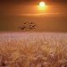 Profile Picture of Joyce Marlow (@marlow6040) on Pinterest