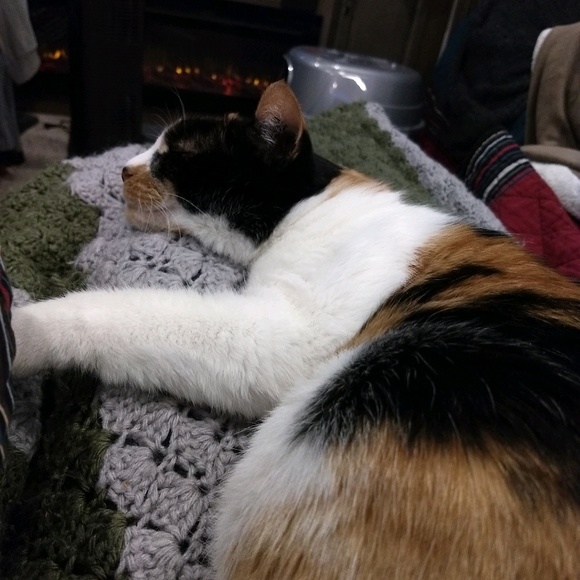 Profile Picture of Leeann Williams (@lawvkw) on Poshmark