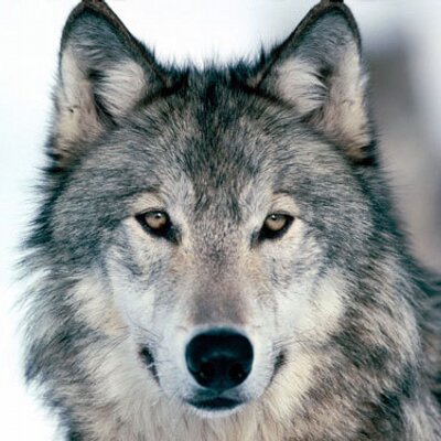 Profile Picture of Bryce Herman (@xSwiftWolfx) on Twitter