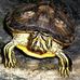 Profile Picture of Murtle Turtle O Carroll (@murtle15) on Facebook