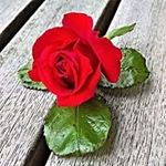 Sahro Ahmed Diriye - Instagram Profile Picture of Sahro Ahmed Diriye (@sahrod) on Instagram