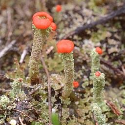 Profile Picture of Lichen, Moss, Fungi (@opegrapha) on Twitter