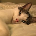 Profile Picture of Suzanne Nicholas (@suzannenicholas6922) on Instagram