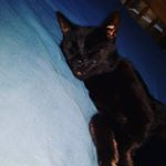 Profile Picture of 𝓰𝓻𝓲𝓷𝓷𝓲𝓷𝓰 𝓵𝓲𝓴𝓮 𝓽𝓱𝓮 𝓭𝓮𝓿𝓲𝓵 (@alex._.stringer) on Instagram