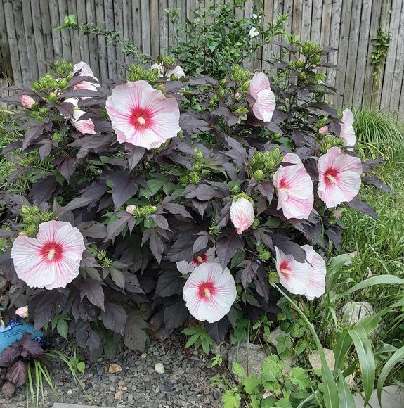 Profile Picture of Virginia Kern (@virginia9266) on Poshmark