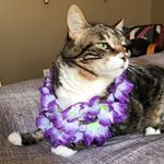 Profile Picture of Gary Stephen (@garystephen_807) on Instagram