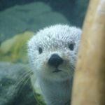 Profile Picture of mochan (@mochan8686) on Instagram