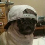 Profile Picture of Alexander Kek Alers (@doghead711) on Instagram