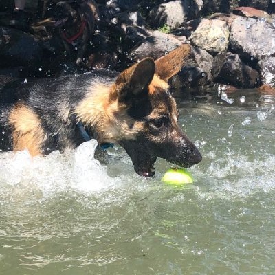 Profile Picture of Sobaka (@SobakaShep) on Twitter