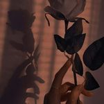 Profile Picture of Gabrielle Gonçalves Cardoso (@gabrielle_gonsalves_cardoso) on Instagram