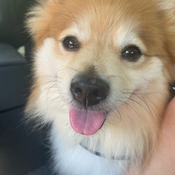 Profile Picture of Nevaeh Vannostrand (@vaeh12314) on Poshmark