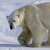 Profile Picture of Eric Bernard (@Kongsfjord) on Flickr