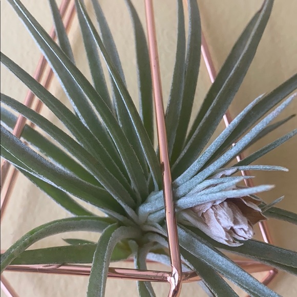 Profile Picture of Alexandra Cherroff (@acherroff23) on Poshmark