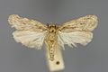 Profile Picture of Depressaria radiellaon Wikipedia