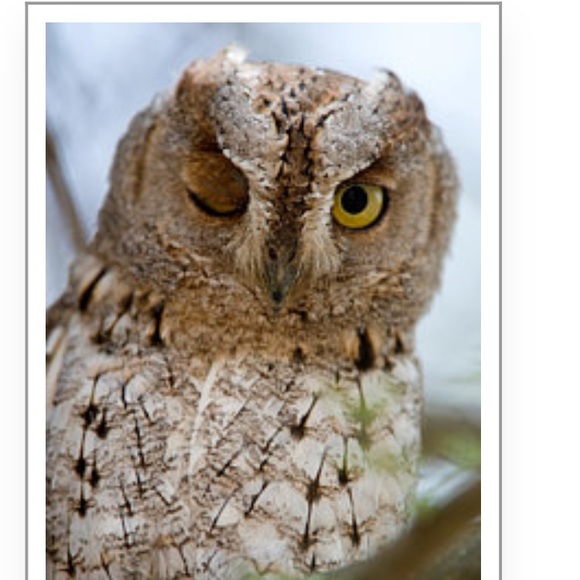 Profile Picture of Lisa Skowronski (@lispeace) on Poshmark