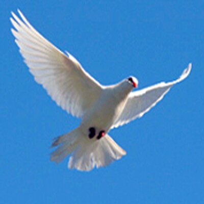 Profile Picture of Dan Peace (@dmasterpeace) on Twitter