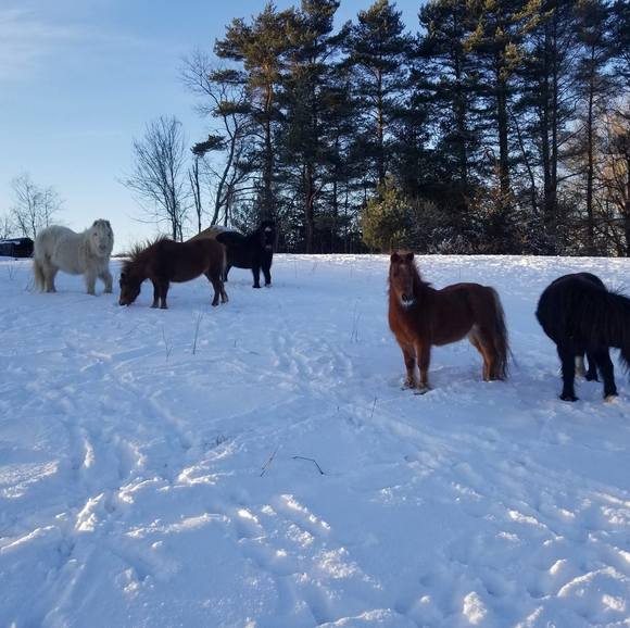 Profile Picture of Karen Larsen (@apachelarsen) on Poshmark