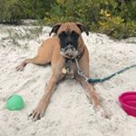 Profile Picture of Boomer Esiason Garcia (@boomer.theboxer) on Instagram