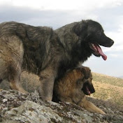 Profile Picture of Jordan Arizanov (@komitatadako) on Youtube