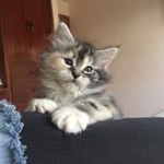 Profile Picture of Loretta_mainecoon (@loretta_mainecoon) on Instagram
