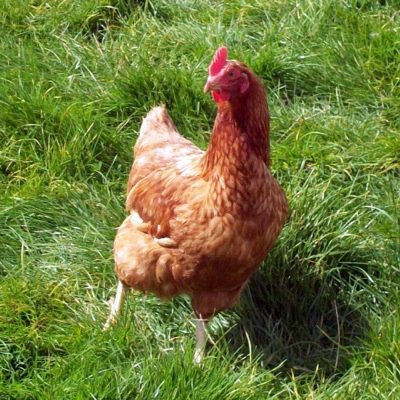 Profile Picture of Matthew Cayton (@catdaddyofLA) on Twitter